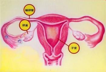 输卵管在肚脐什么位置图片