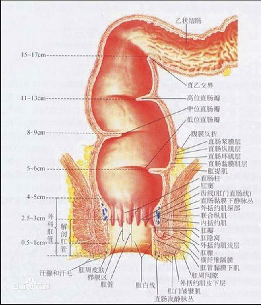 肛管的解剖結構圖