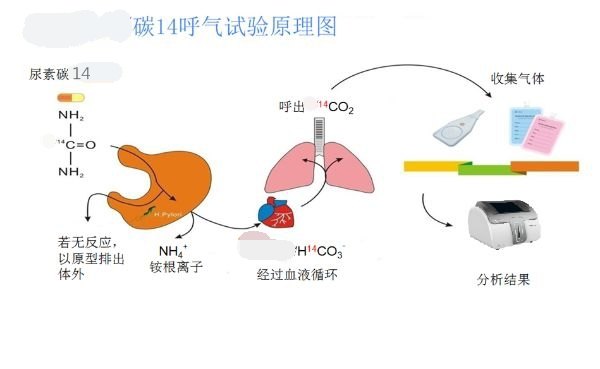 呼气试验原理.jpg