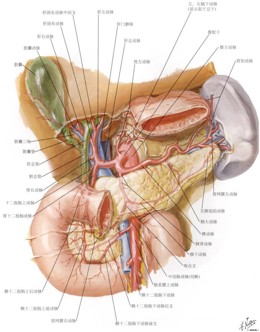 胰腺血管解剖图示意图图片