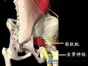髖關節的穩定肌群——外旋肌(轉載)