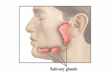 salivary-gland.jpg