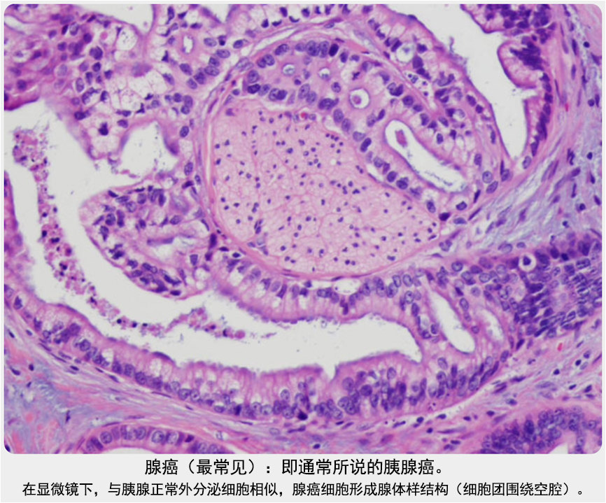 分泌细胞显微图图片