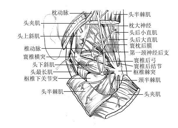 枕三角内的结构图片