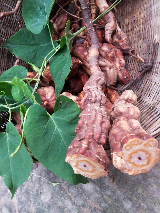 中药小故事——何首乌 - 好大夫在线