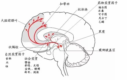 性药物(如毒品)和成瘾性行为(如游戏)的工作原理就是阻抗多巴胺受体