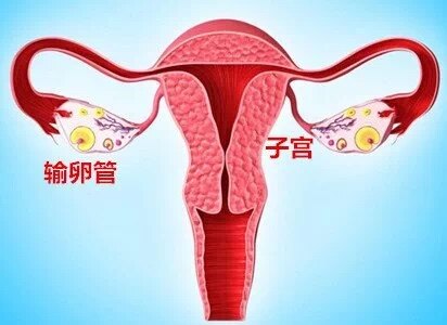 及运送受精卵的通道,内侧与子宫角相连,外端游离呈伞状,与卵巢相近,全