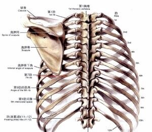 這個圖是前後位的透視圖,從這個圖我們可以發現胸鎖關節對應的是第三