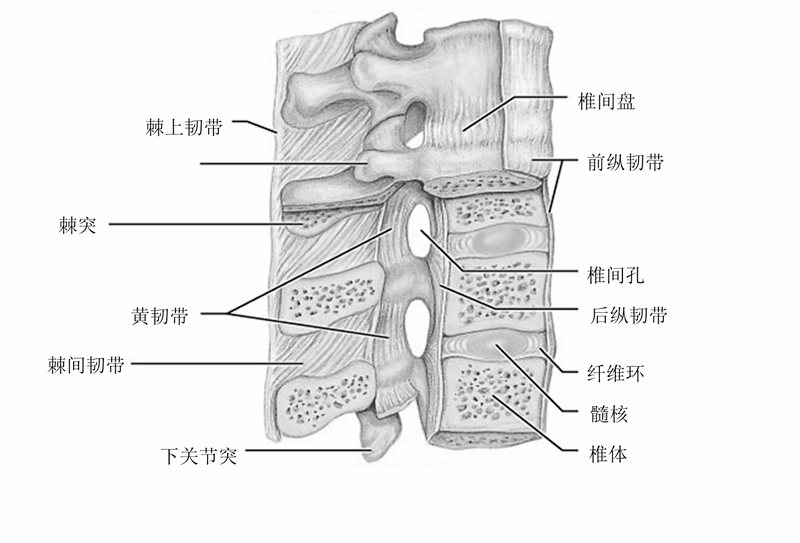 骶棘韧带解剖图片