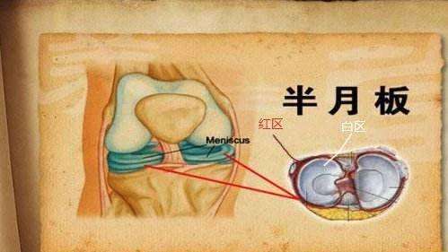 聊聊半月板那些事儿