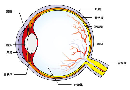 眼睛组织结构解剖图图片