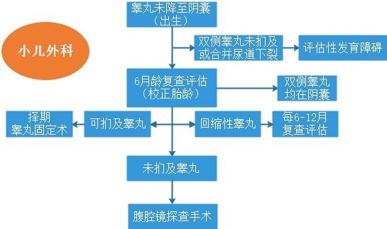 隐睾手术图解图片