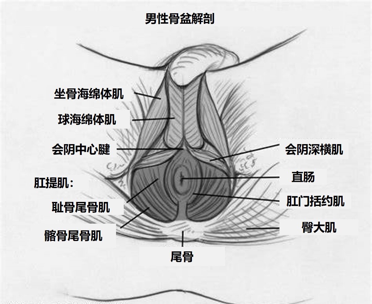 男性骨盆解剖.jpg