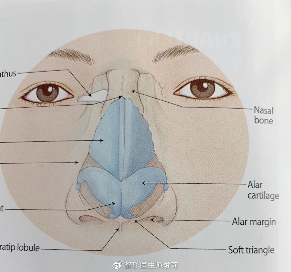 鼻梁骨结构图图片