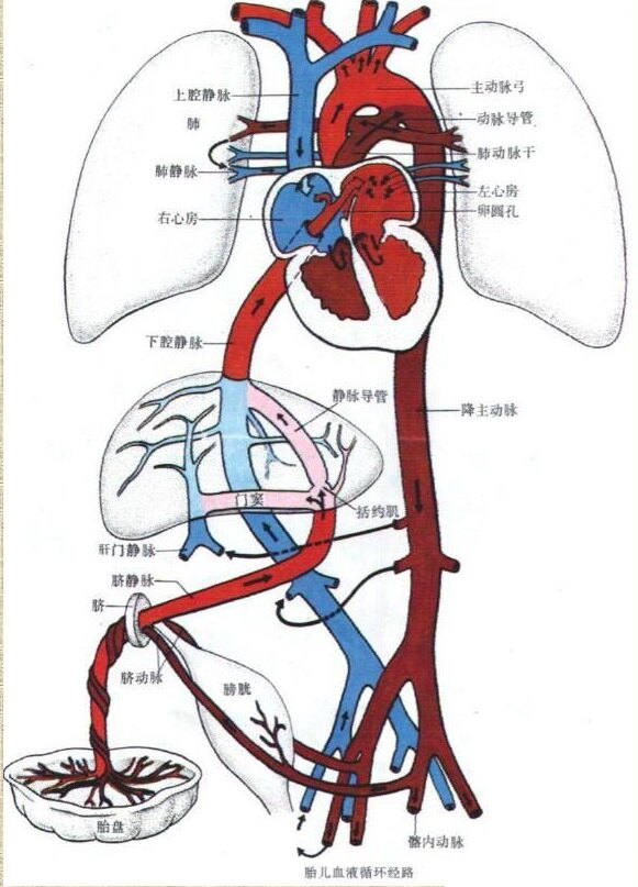 晓敏医生讲先心