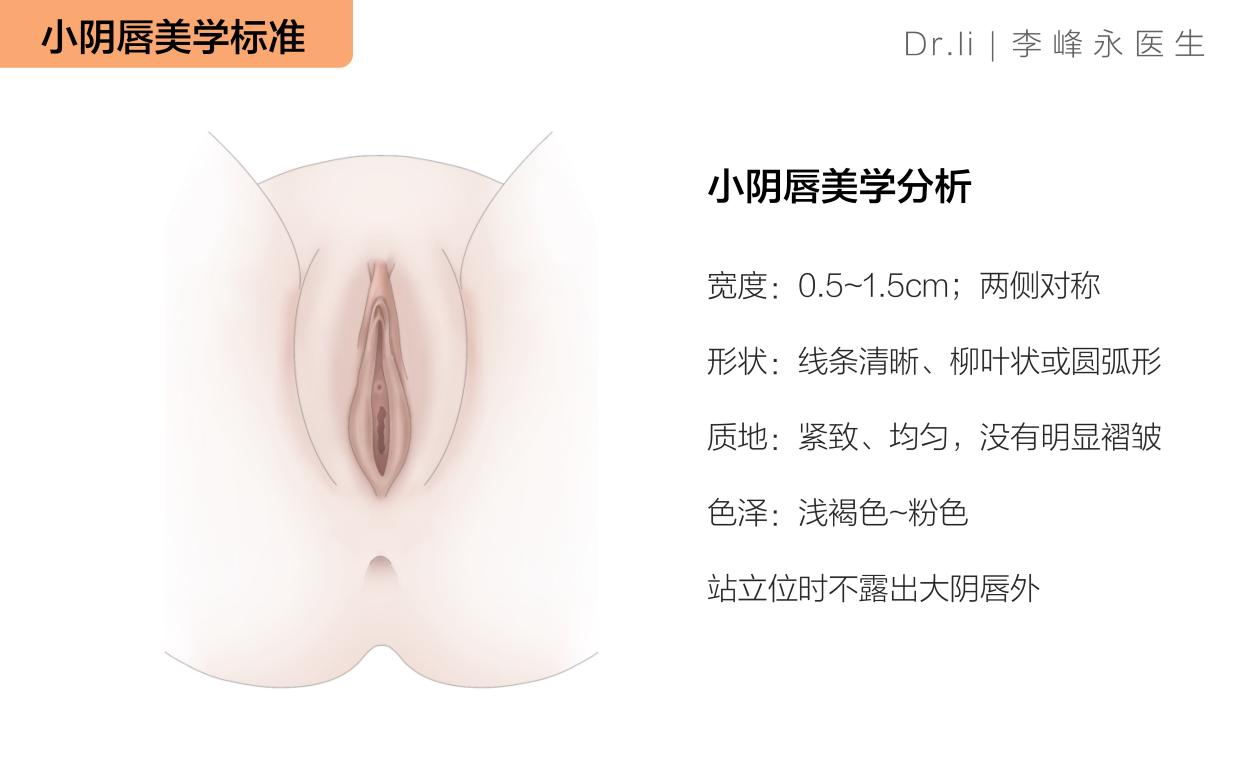 小阴唇 