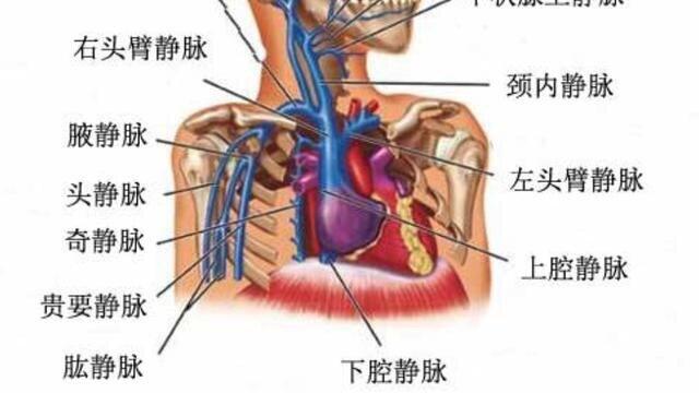 上腔静脉解剖位置图片