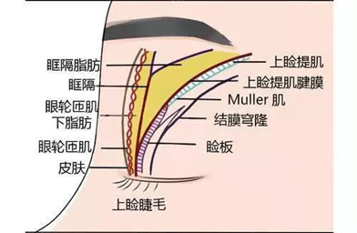 眼睑是指哪里图片