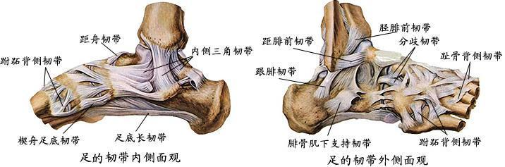 内翻损伤一般损伤外侧的韧带距腓前韧带距腓后韧带和跟腓韧带,以距腓