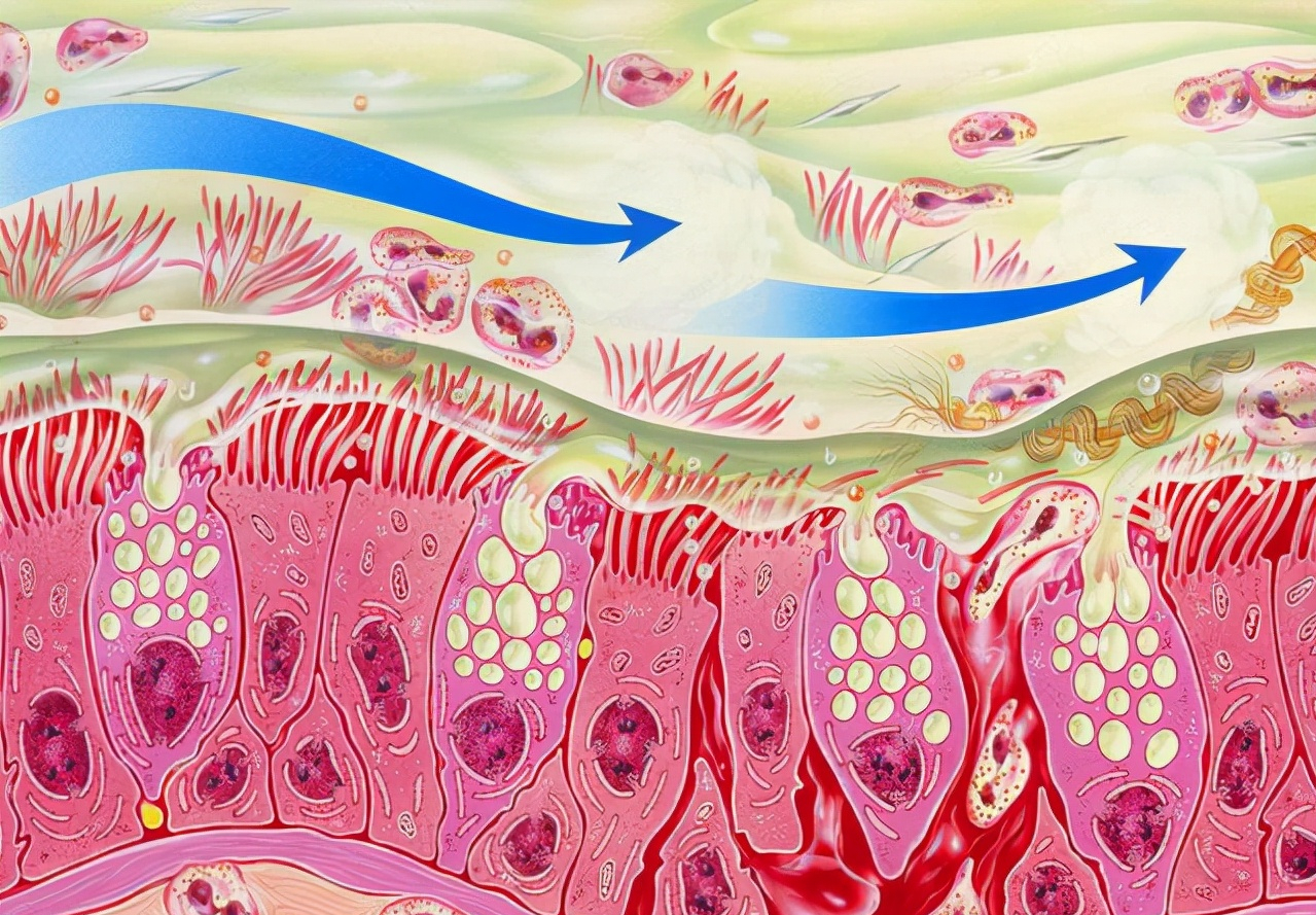 摆动,像"搬运工"一样把气管里的分泌物,细菌,气管壁脱落的细胞等等搬