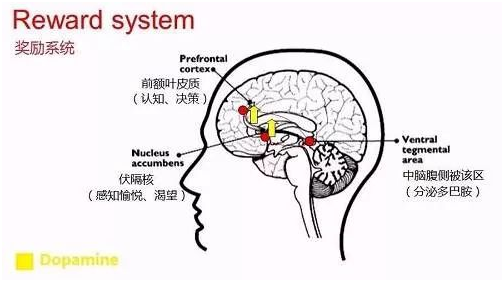 性藥物(如毒品)和成癮性行為(如遊戲)的工作原理就是阻抗多巴胺受體