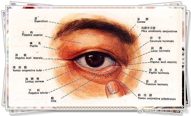 眼部部位名称及图片图片