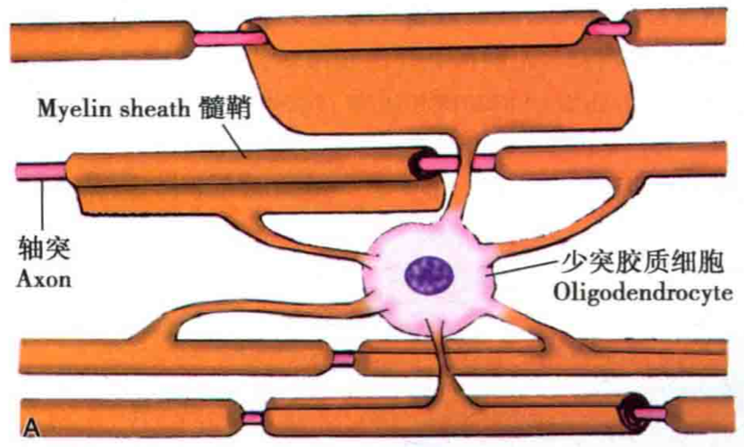 包卷神經元軸突共同構成中樞神經系統的有髓神經纖維,髓即指髓鞘(圖1)