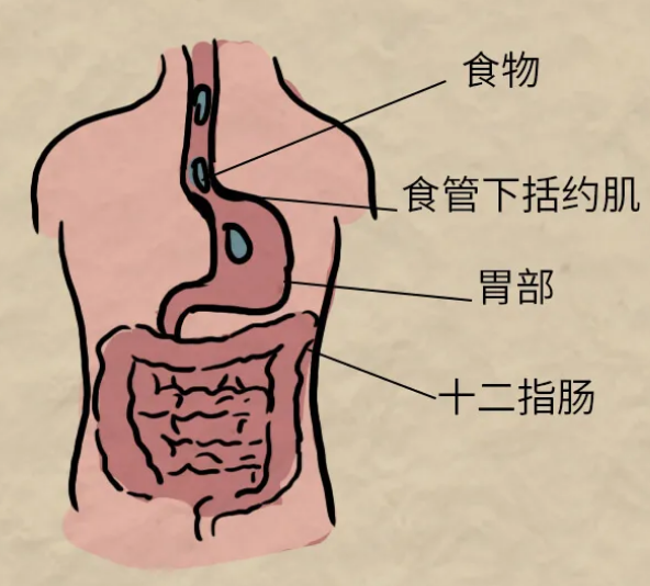 关于胃食管反流病,你必须知道这几件事!