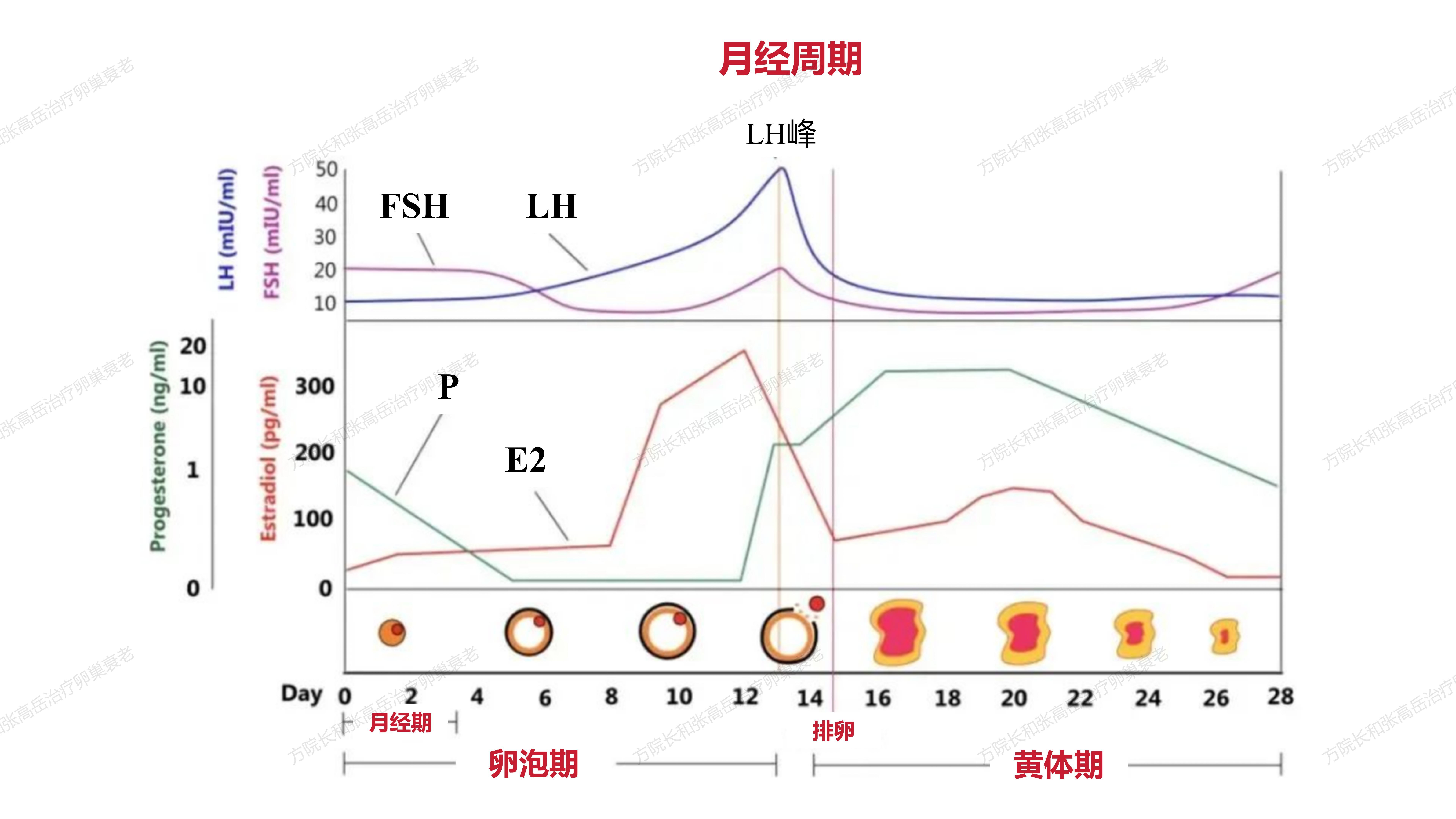 荷尔蒙周期性缺失图片