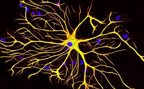 单个星形胶质细胞与不同的神经元形成数量相当可观的突触联系,星形