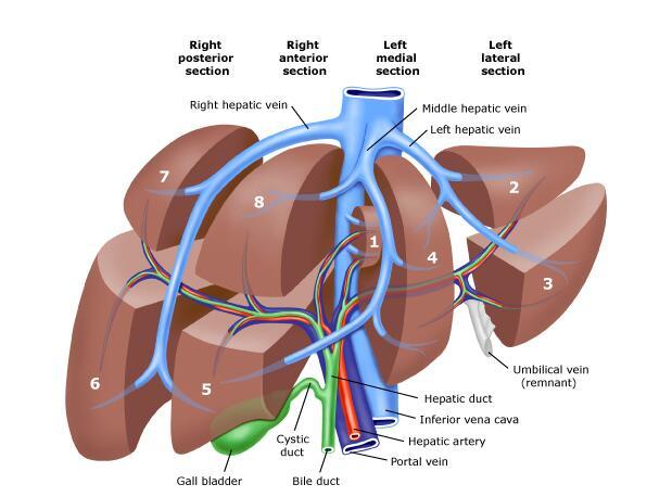 肝硬化解剖图图片