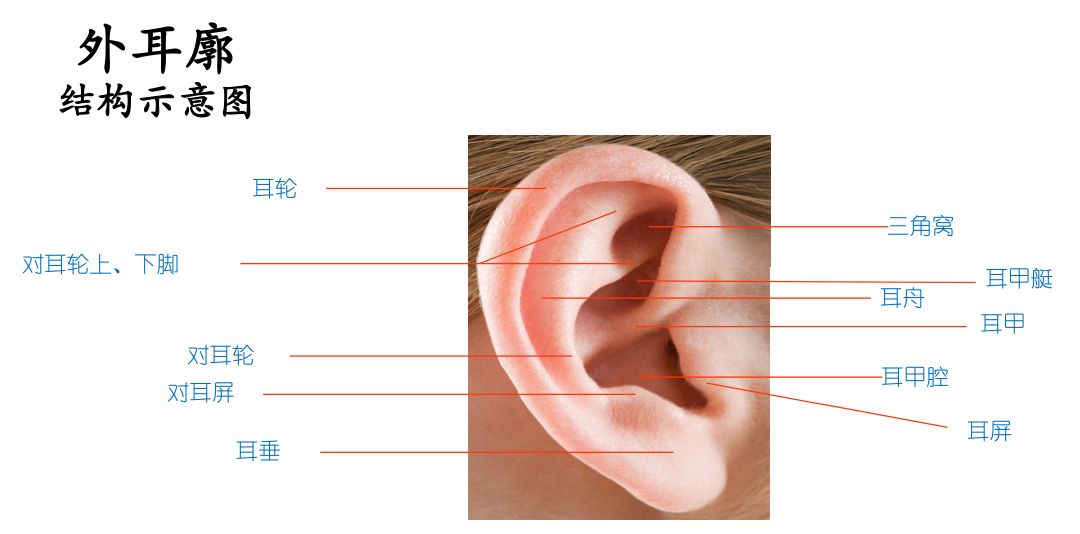 耳轮耳廓图解图片