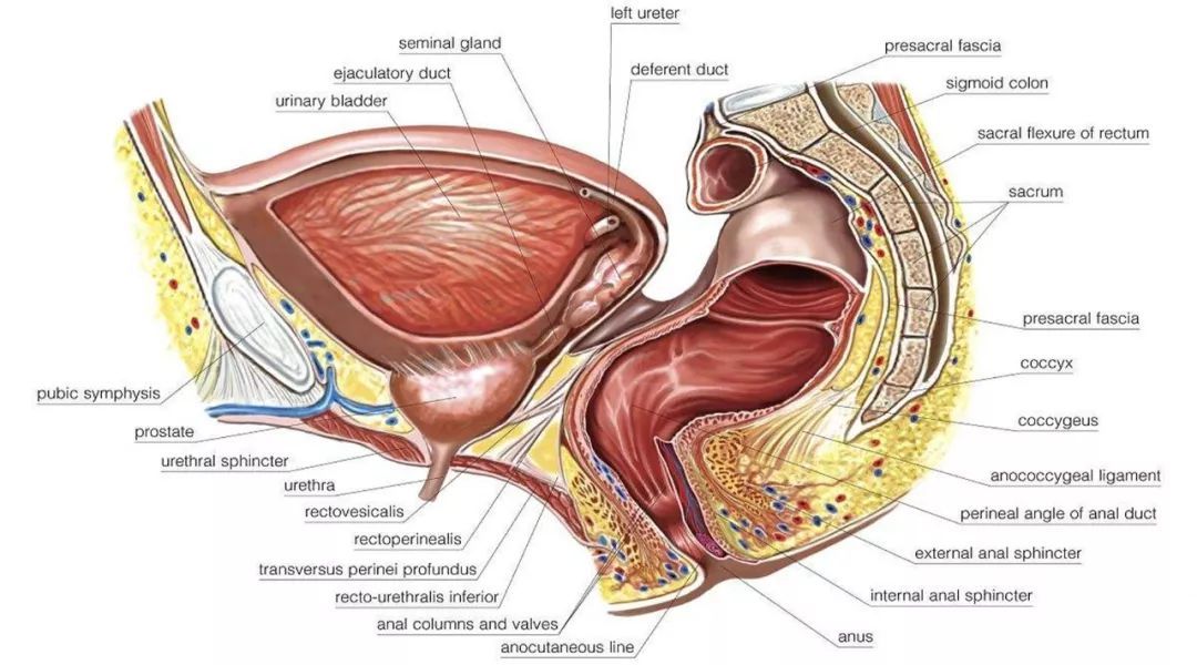 尿道球腺解剖图图片