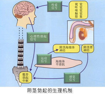 心理性勃起功能障碍 阳痿 很可怕 也很有希望被治愈 阳痿 阳痿