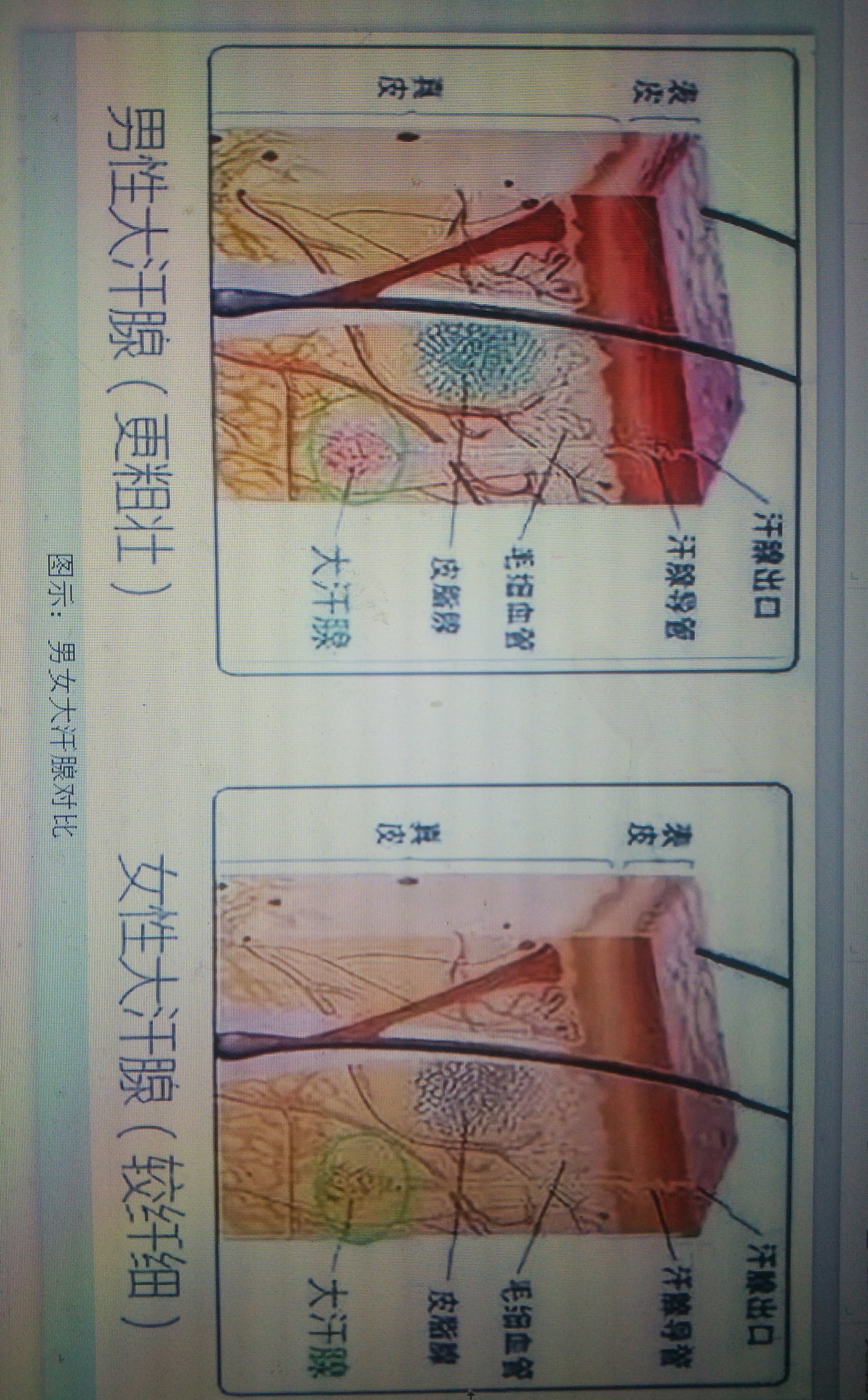 浅谈狐臭 腋臭 几种治疗方法的优缺点 腋臭 好大夫在线 浅谈狐臭 腋臭 几种治疗方法的优缺点 腋臭 好大夫在线
