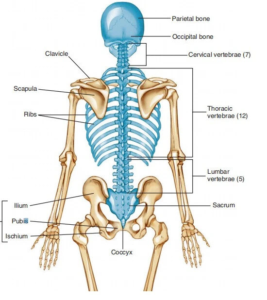 腰椎45节位置图片图片