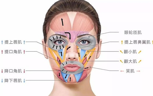 法令纹是由上唇方肌和颧骨的上颌突构成的,是由面颊部有动力的组织和
