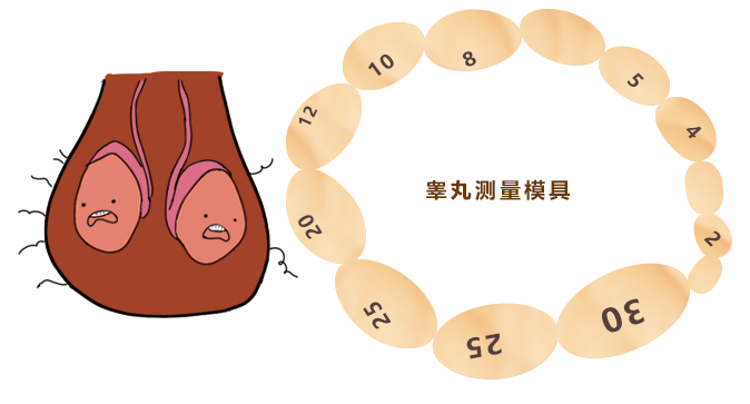 儿童睾丸发育图片