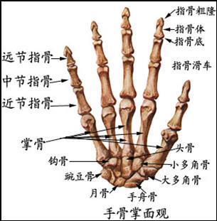 食指解剖图图片