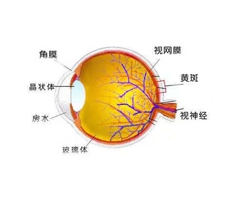 视网膜分区示意图图片