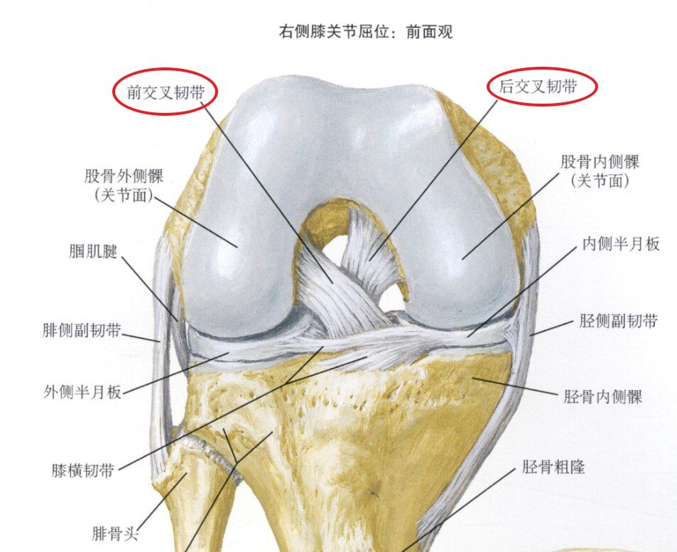 十字交叉韧带.jpeg