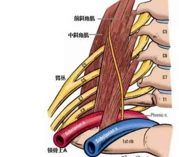 胸廓出口綜合徵六種徒手檢查方法_胸廓出口綜合症 - 好大夫在線