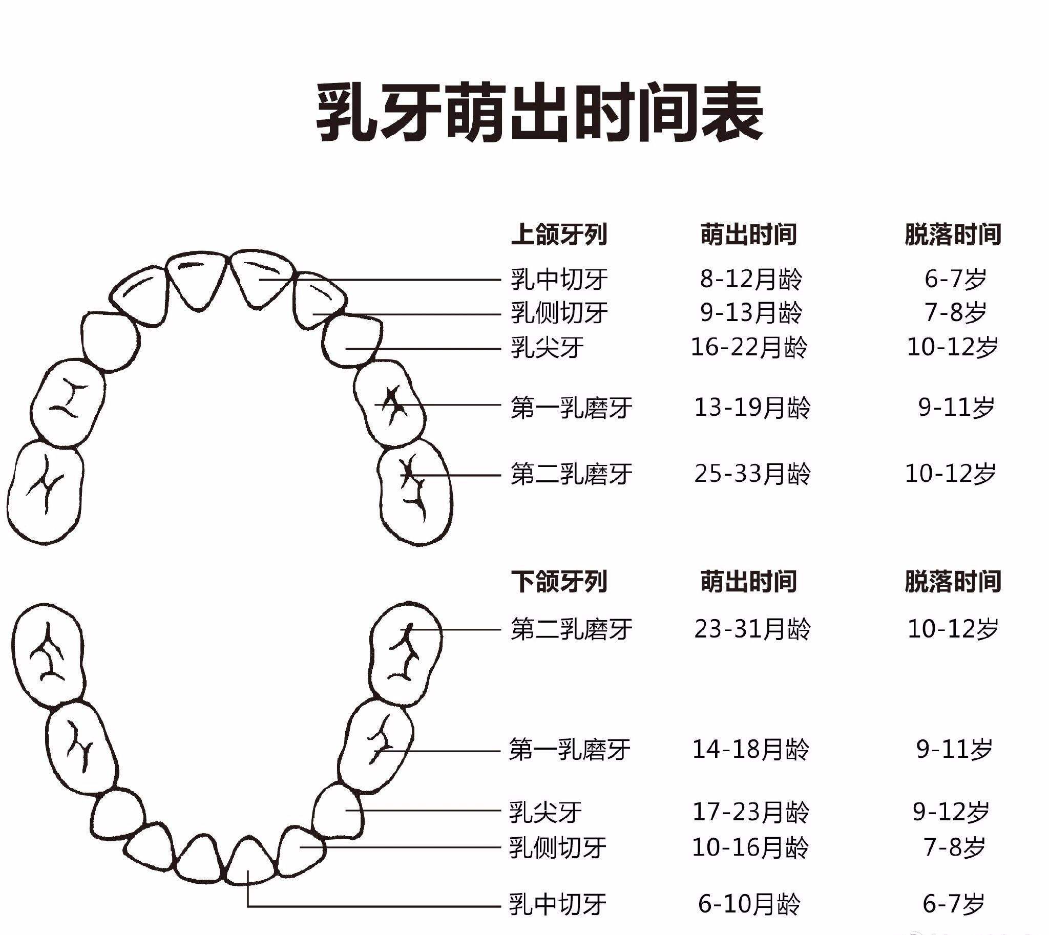 乳牙恒牙的排列图解图片