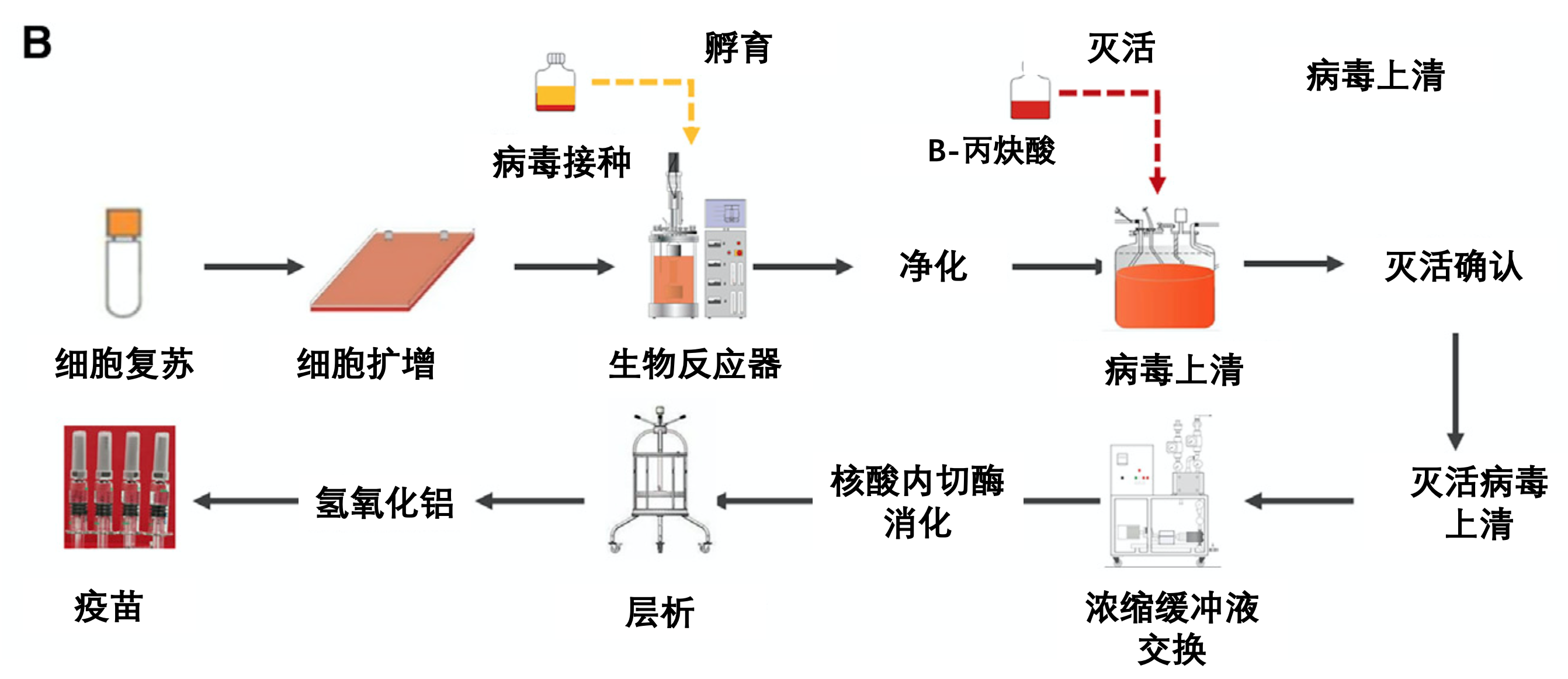 新冠疫苗研发流程图图片