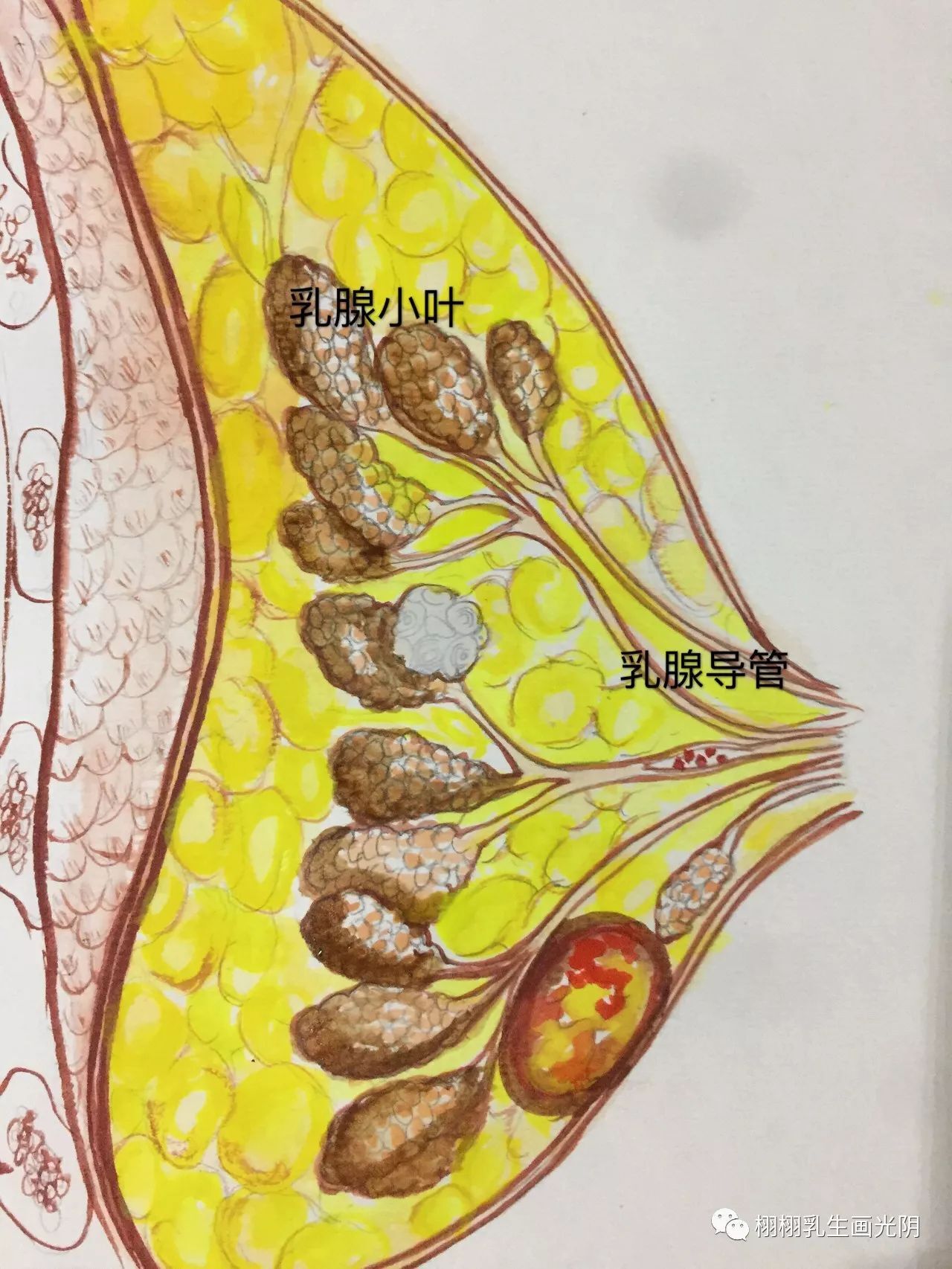 步步惊心的乳腺癌筛查故事_乳腺癌_乳腺癌如何预防 - 好大夫在线