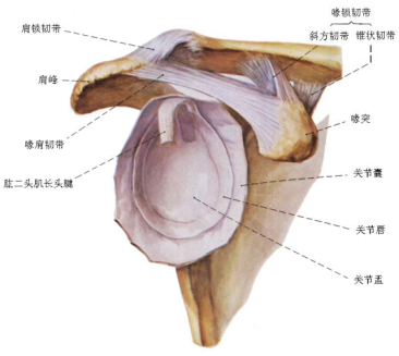 肩关节脱臼图片解剖图图片