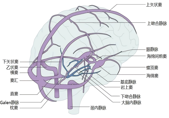 大脑静脉系统解剖图图片