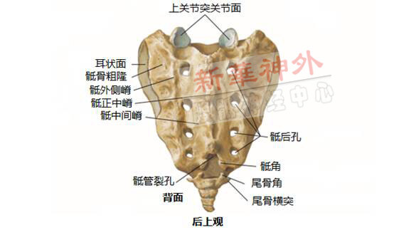 背侧面:骶骨背侧面粗糙不平,正中隆起为骶正中嵴(median sacral crest