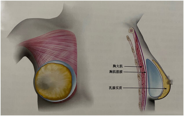 乳腺下.jpg