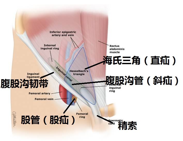 大腿的腹股沟的位置图图片